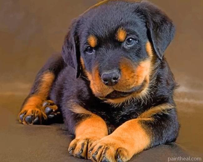 Cute Baby Rottweiler Painting By Numbers Kits