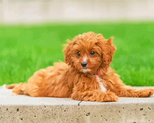 Aesthetic Cavapoo Painting By Numbers Kits