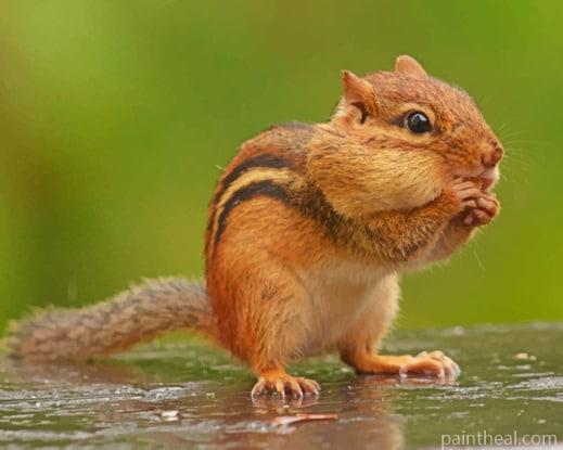 Chipmunk Rodent Painting By Numbers Kits
