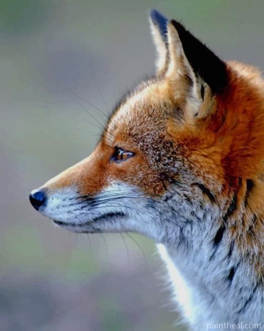 Red Fox Face Painting By Numbers Kits
