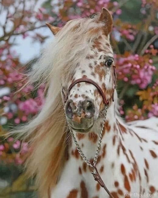Brown And White Horse Painting By Numbers Kits