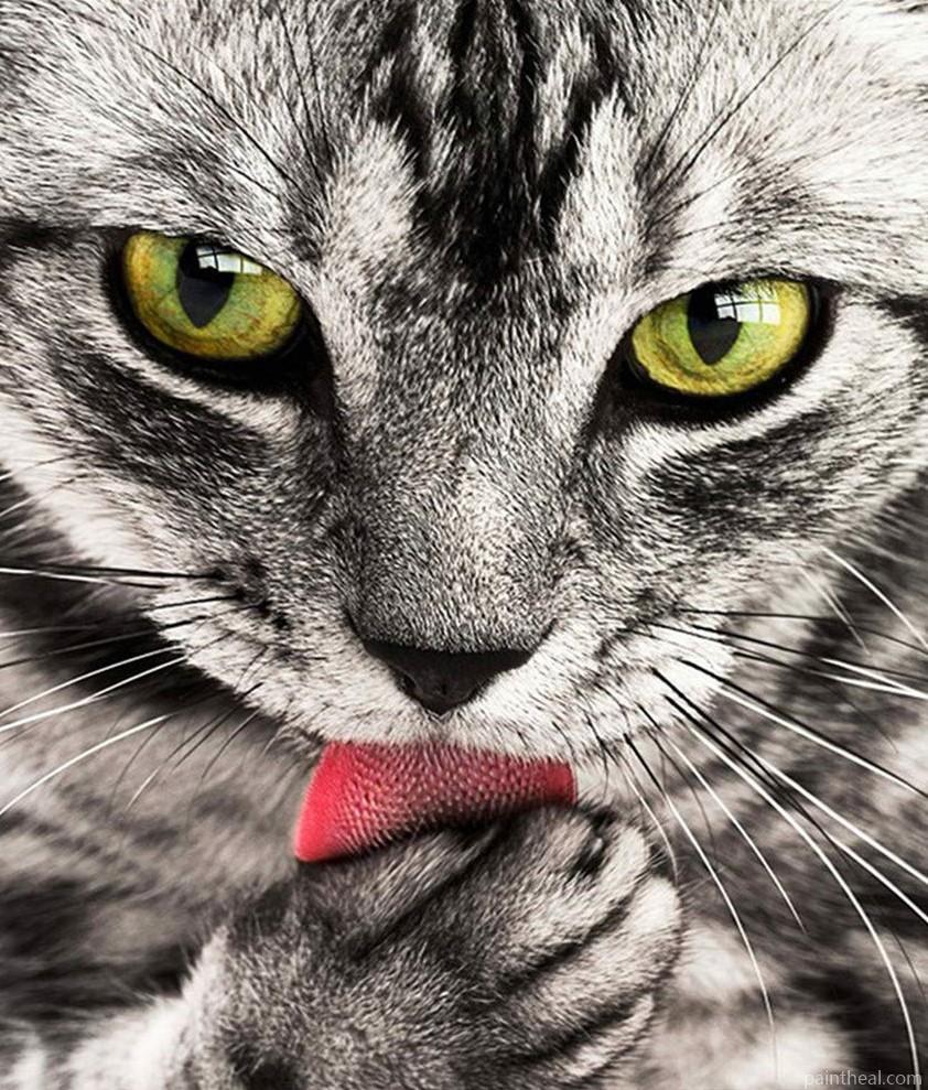 Hungry Cat Painting By Numbers Kits