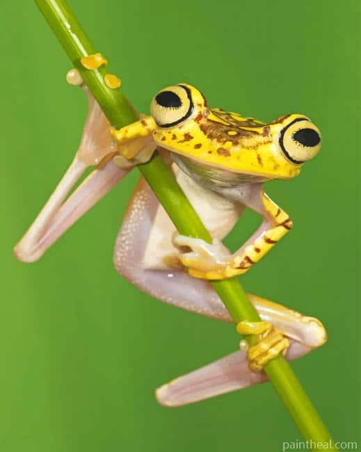 Chachi Tree Frog Painting By Numbers Kits