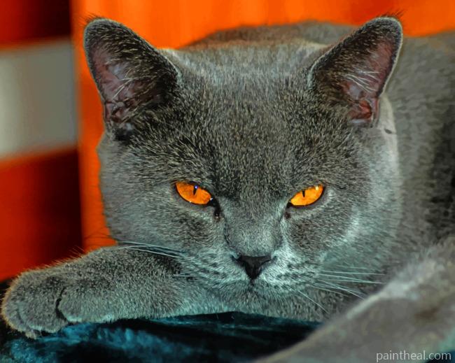 Grey Cat With Yellow Eyes Painting By Numbers Kits