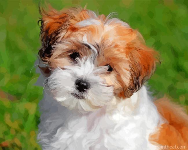 Teddy Bear Dog Shichon Painting By Numbers Kits