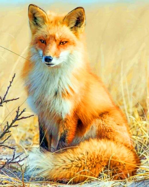 Fox Wildlife Photography Painting By Numbers Kits