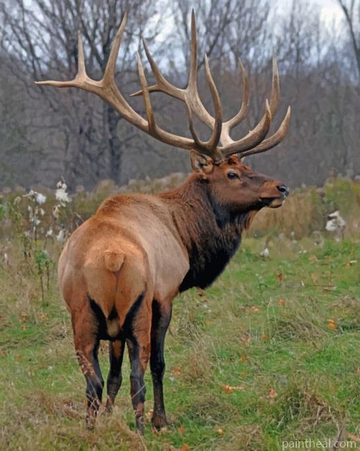 Elk Deer In The Forest Painting By Numbers Kits