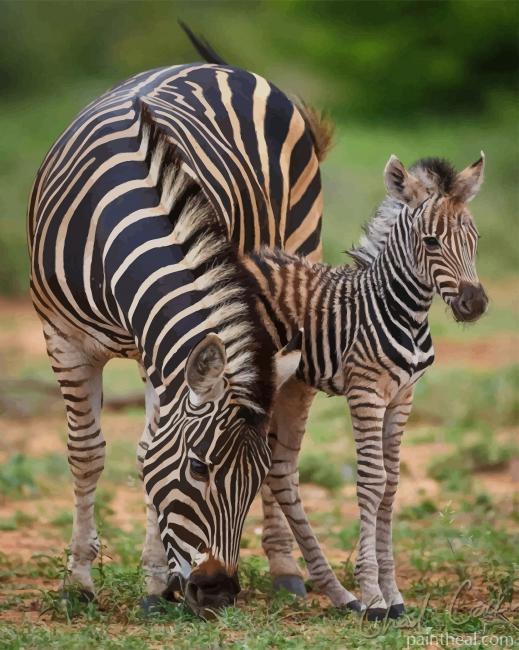 Zebra And Foal Painting By Numbers Kits