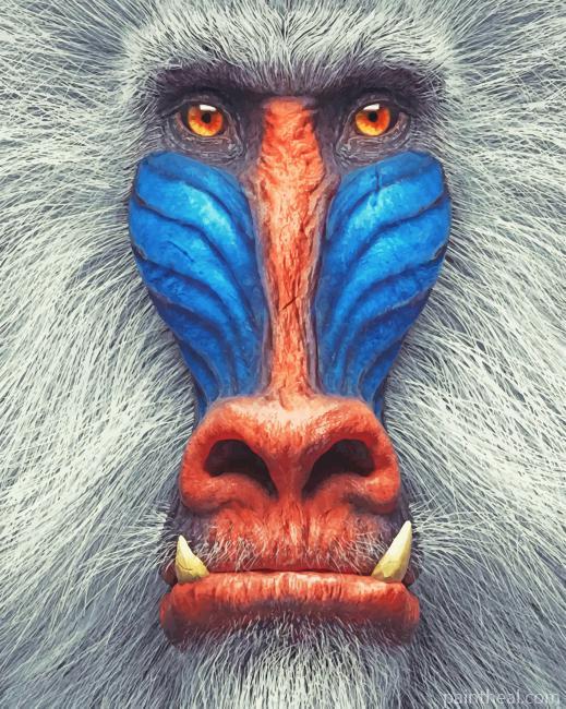 Mandrill Animal Painting By Numbers Kits