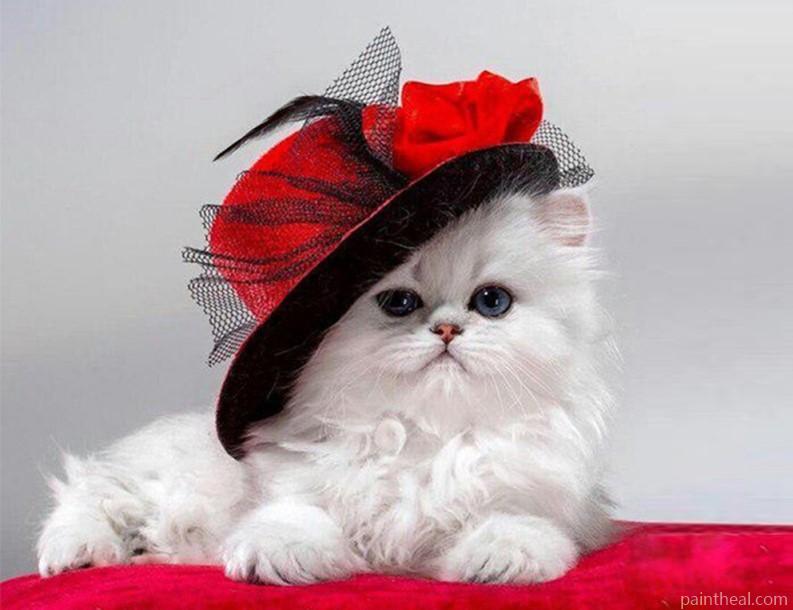 Classy Kitten In Hat Painting By Numbers Kits