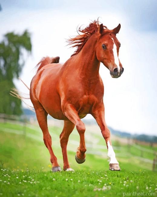 Sorrel Horse Painting By Numbers Kits