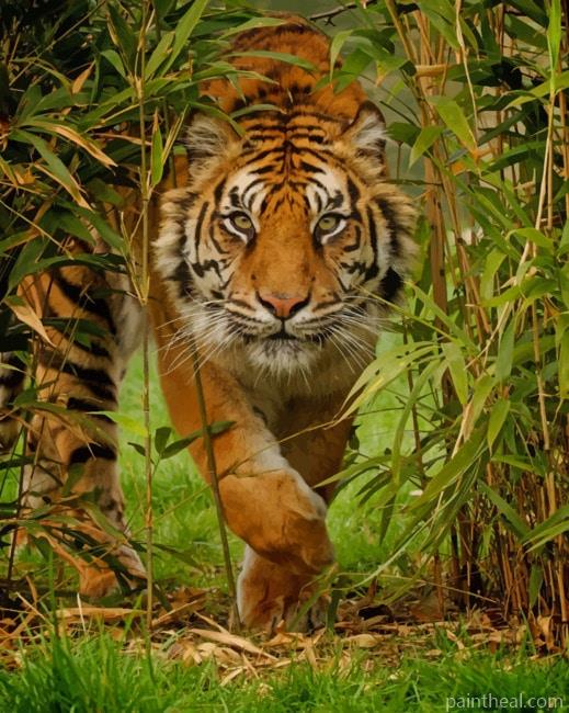 Tiger In The Jungle Painting By Numbers Kits