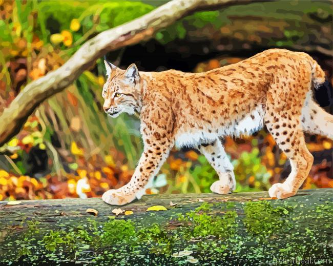 Wild Lynx Painting By Numbers Kits