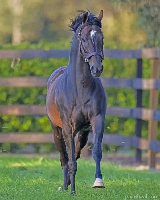 Black Horse Painting By Numbers Kits