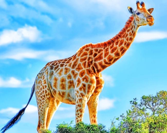 African Giraffe Painting By Numbers Kits