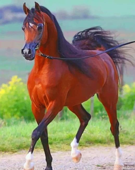 Arabian Horse Painting By Numbers Kits