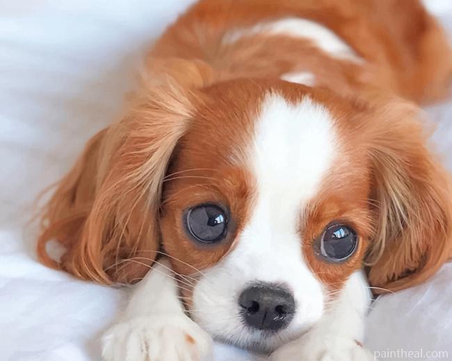 King Charles Spaniel Painting By Numbers Kits