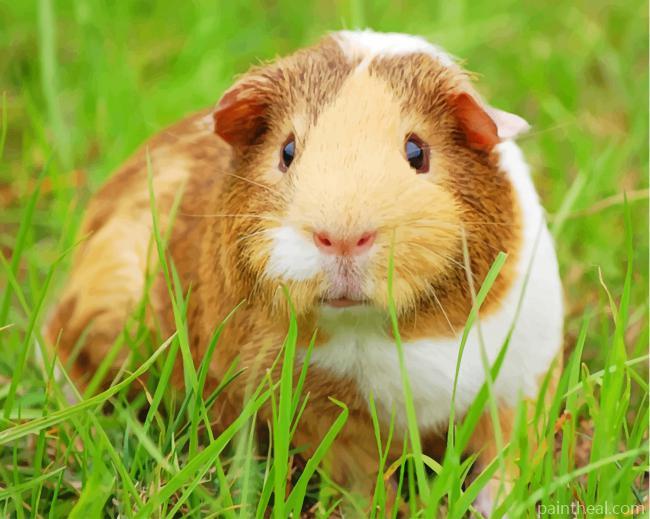 Guinea Pig Rodent Painting By Numbers Kits