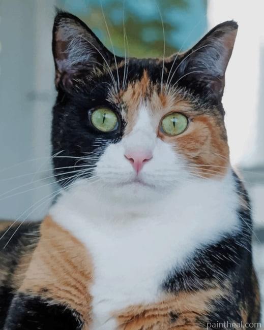 Calico Cat Animal Painting By Numbers Kits