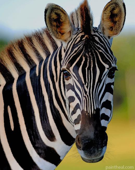 Zebra Animal Painting By Numbers Kits