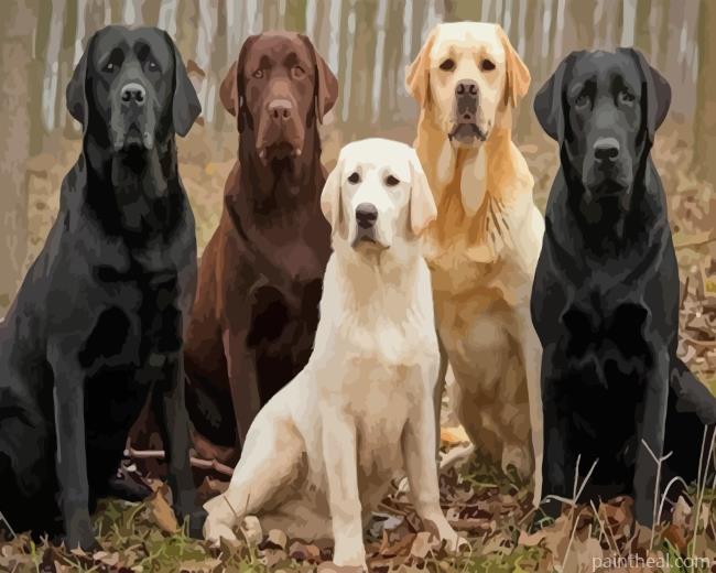 Labradors Dogs Painting By Numbers Kits