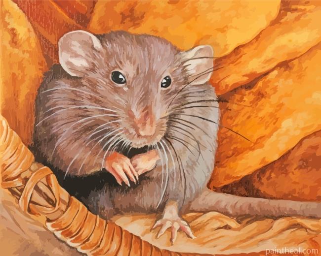Rat Rodent Painting By Numbers Kits