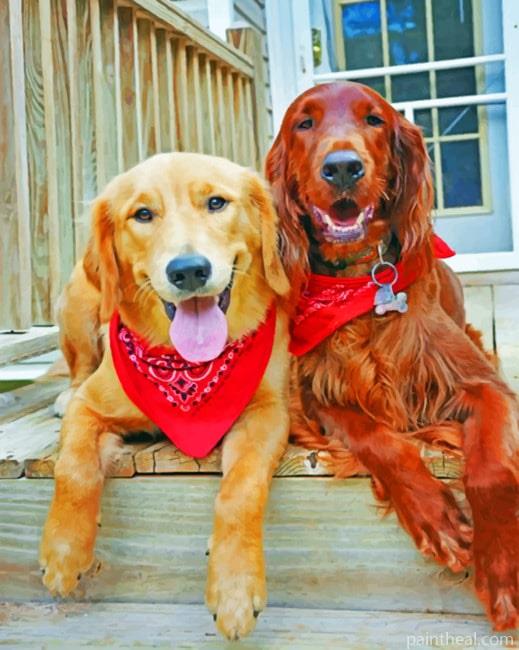 Irish Setter And Golden Retriever Painting By Numbers Kits