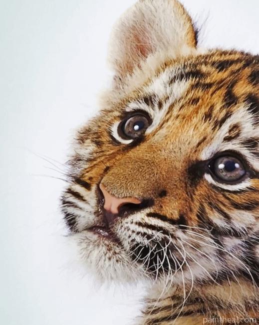 Baby Tiger Painting By Numbers Kits