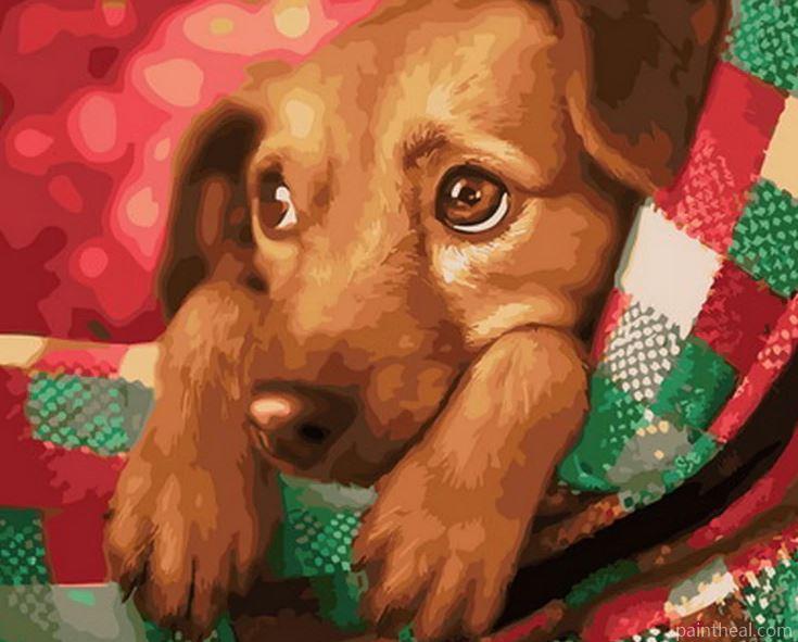 Sick Dog Painting By Numbers Kits