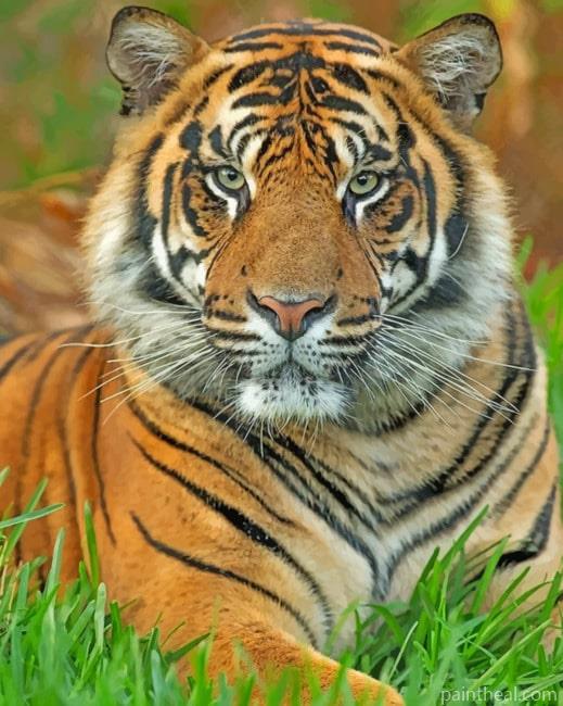 Tiger Animal Painting By Numbers Kits