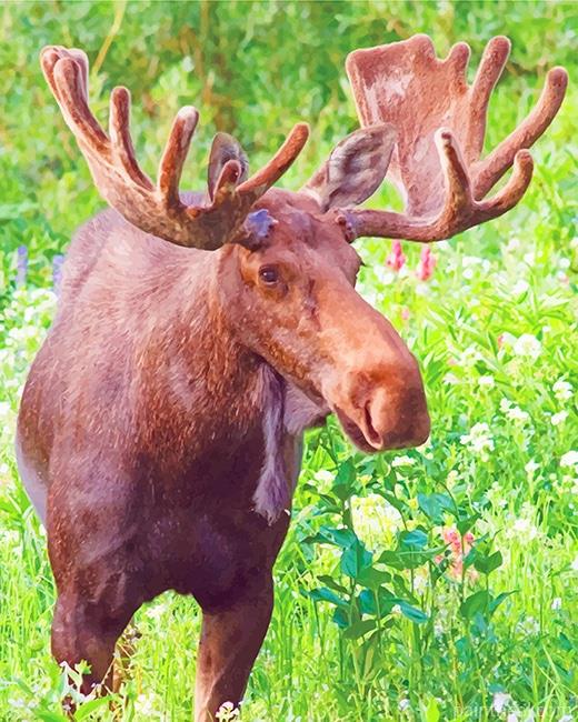 Moose In Jungle Painting By Numbers Kits