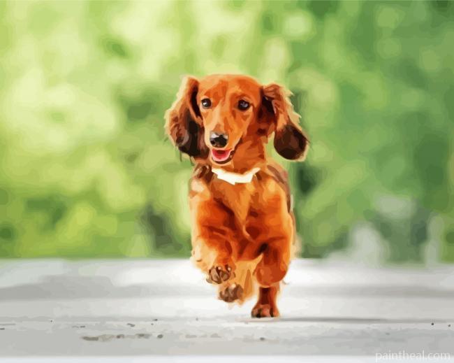 Running Long Haired Dachshund Painting By Numbers Kits