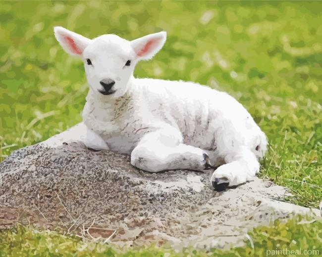 Baby Lamb Painting By Numbers Kits