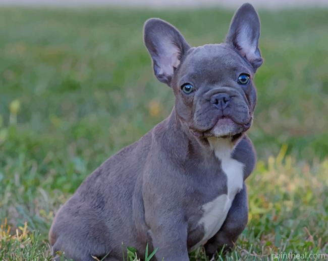French Bulldog Puppy On Grass Painting By Numbers Kits