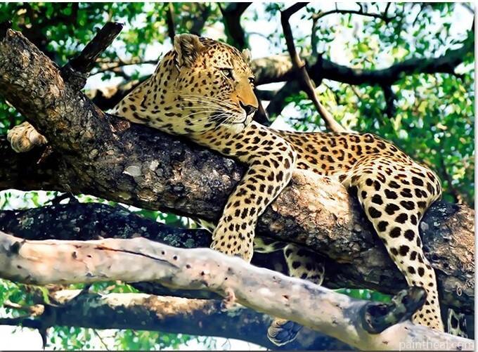 Jaguar On Tree Painting By Numbers Kits
