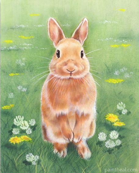 Rabbit In The Grass Painting By Numbers Kits
