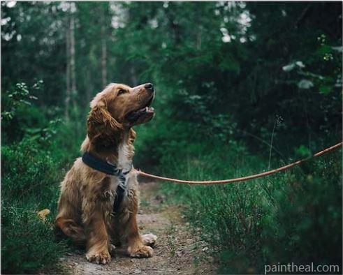Dog In Forest Painting By Numbers Kits