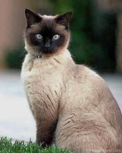 Cute Siamese Cat Painting By Numbers Kits
