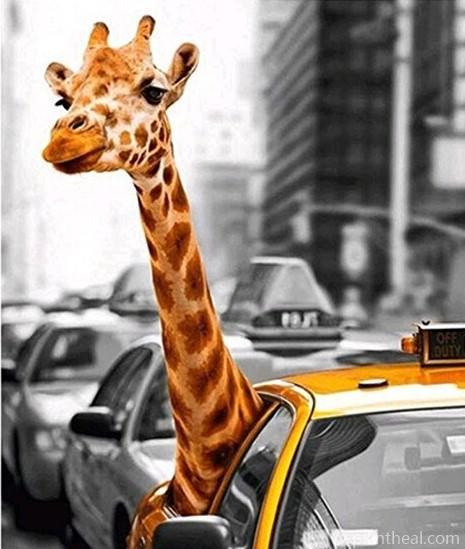 Giraffe In Taxi Painting By Numbers Kits