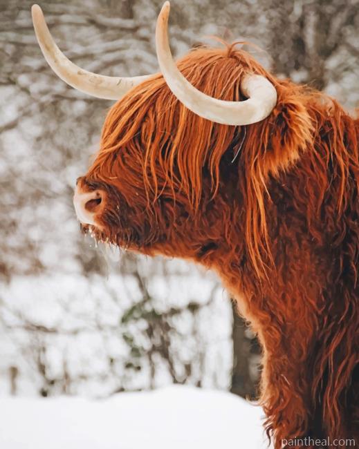 Highland Cow In Snow Painting By Numbers Kits