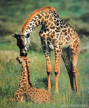 Giraffe Mother And Her Baby Painting By Numbers Kits