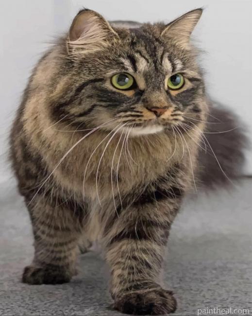 Domestic Long Haired Cat Painting By Numbers Kits
