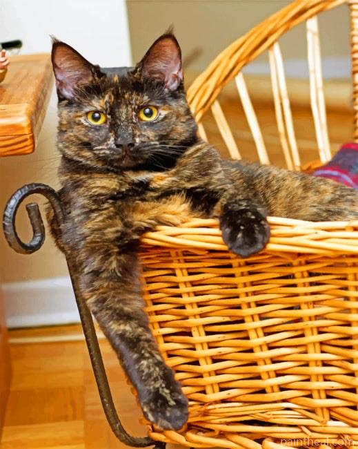 Tortoiseshell Cat Painting By Numbers Kits