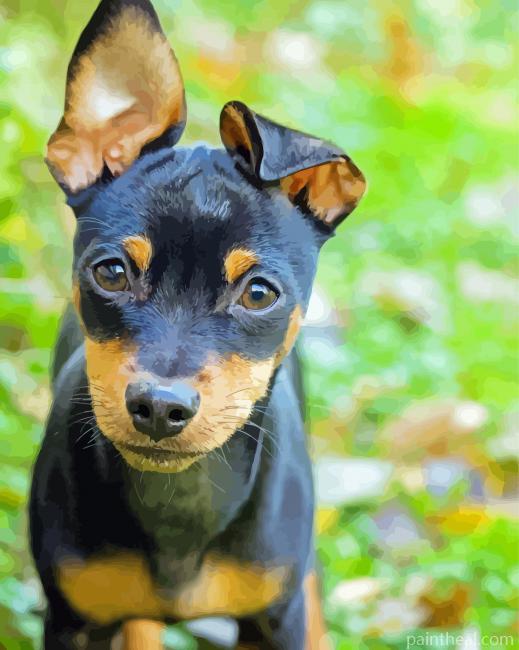Miniature Pinscher Painting By Numbers Kits