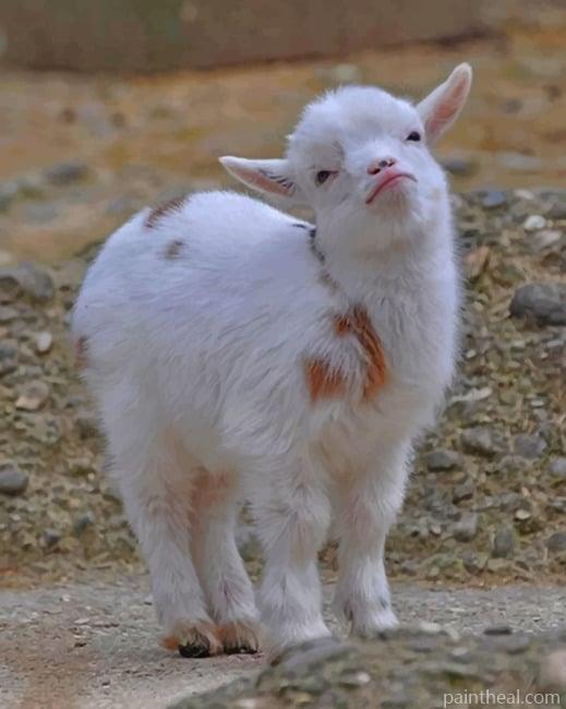 Baby Goat Painting By Numbers Kits