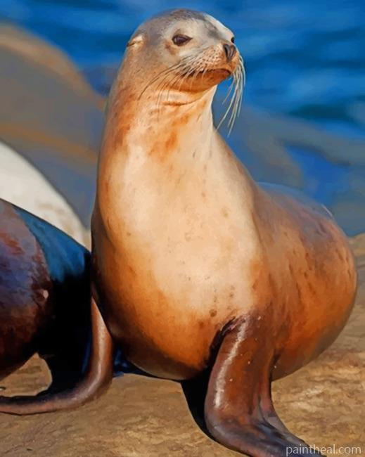 California Sea Lion On Rock Painting By Numbers Kits