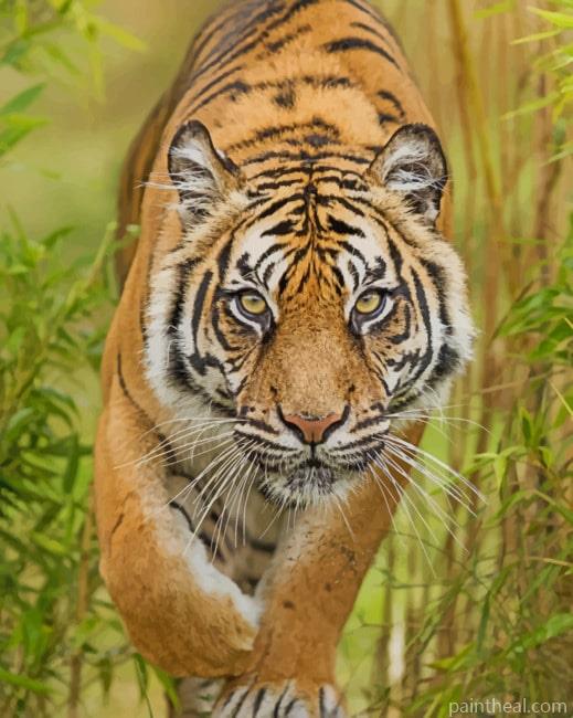 Jungle Tiger In The Forest Painting By Numbers Kits