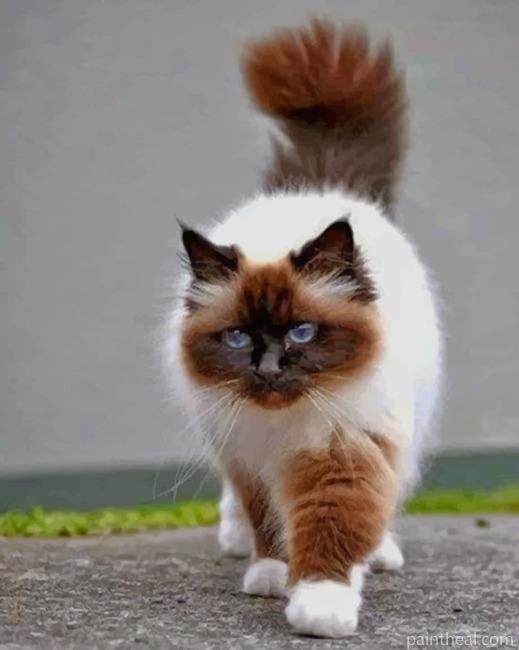 Birman Cat Painting By Numbers Kits