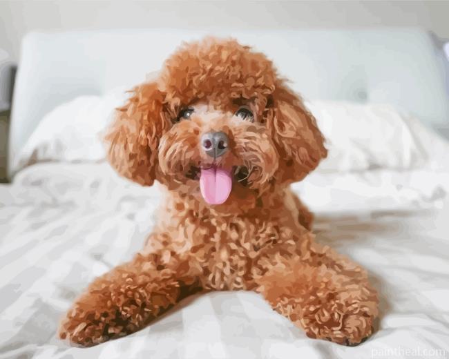 Poodle In Bed Painting By Numbers Kits