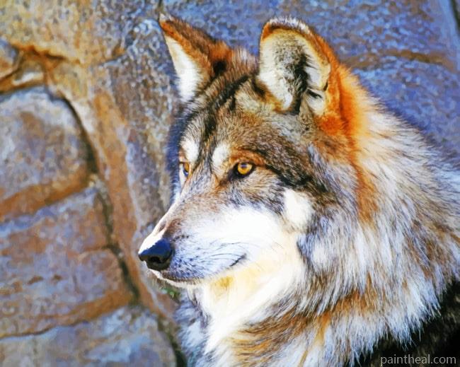 Lone wolf Painting By Numbers Kits